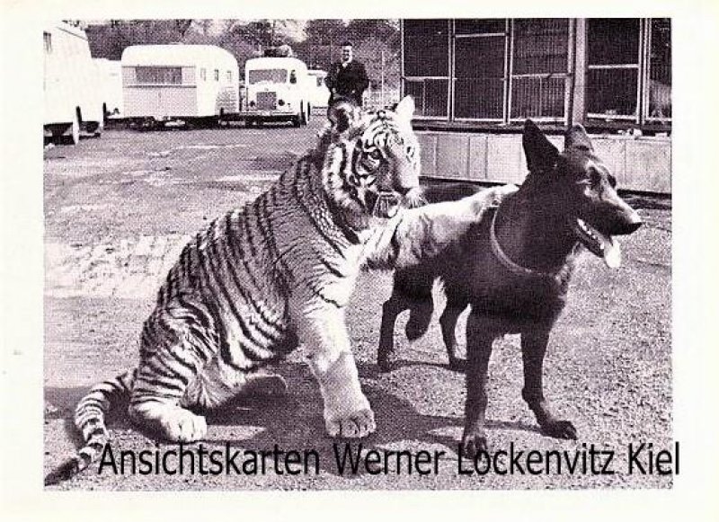 Ansichtskarte Zirkus Circus Roland Tiger und Schäferhund von Frau Direktor Ada Aureden im Wohnwagen aufgezogen 