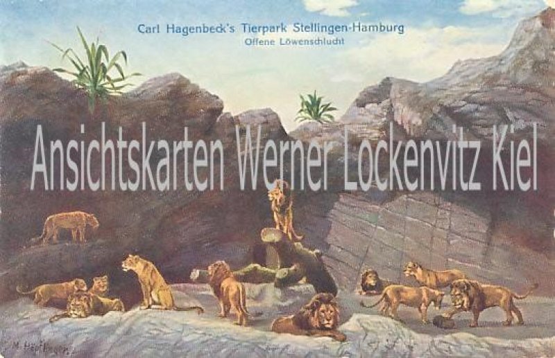 Ansichtskarte Hamburg-Stellingen Offene Löwenschlucht Carl Hagenbecks Tierpark 