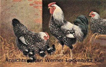 Ansichtskarte Hühner Gemälde 